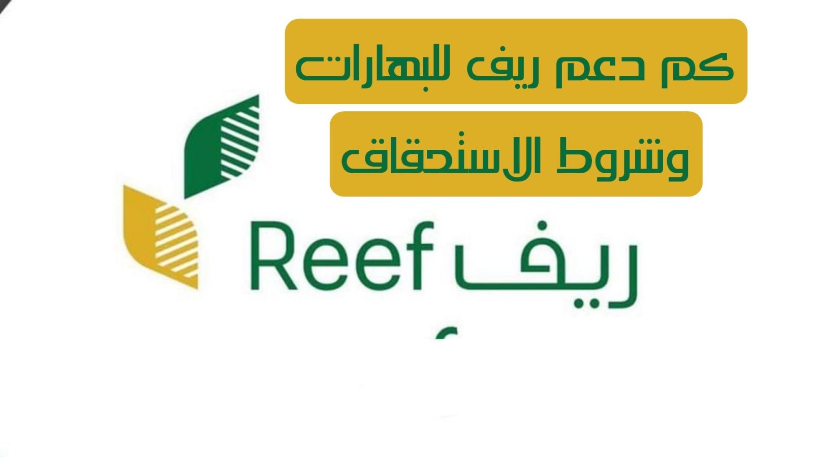 بخطوات بسيطة.. كيفية الاستعلام عن دعم ريف 1445 وشروط استحقاق الدعم الريفي في السعودية REEF
